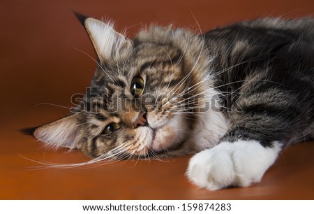 Similar – Image, Stock Photo Maine Coon cat jumps