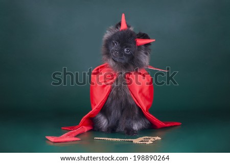 Pomeranian in a devil costume