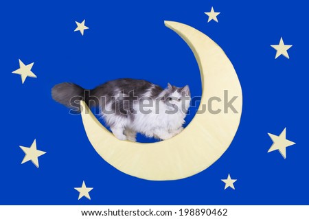 cat sitting on the moon in the night sky