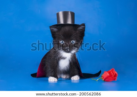 little kitten in a magician suit