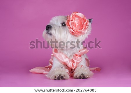 dog in a gentle pink dress on a pink background
