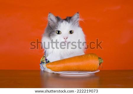 Unhappy with the cat dines carrots