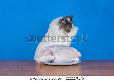 cat in tails eats chicken