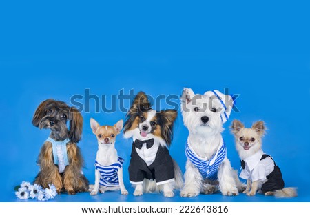 Different breeds of dogs on a blue background