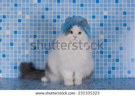 cat in the hat for the hair in the shower
