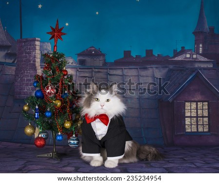 cat and Christmas tree on the roof at night