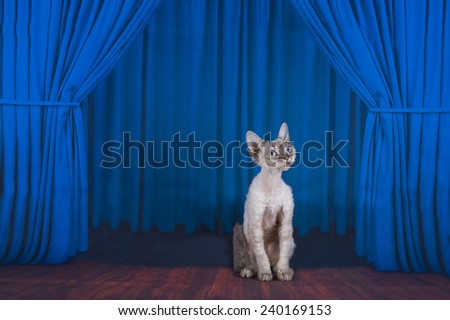 Cornish Rex on stage with blue curtain