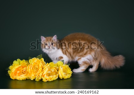 red cat isolated on a green background