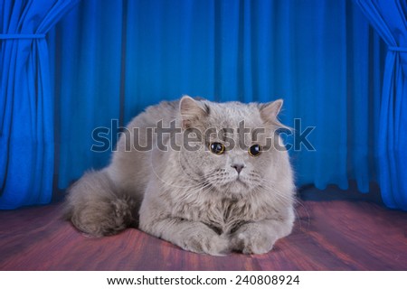 British longhair cat on stage