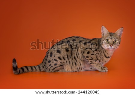 savannah cat isolated on a brown background