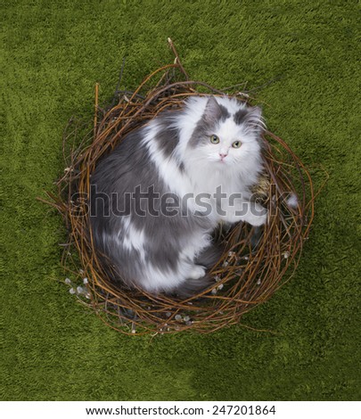 cat in a bird\'s nest on the green grass