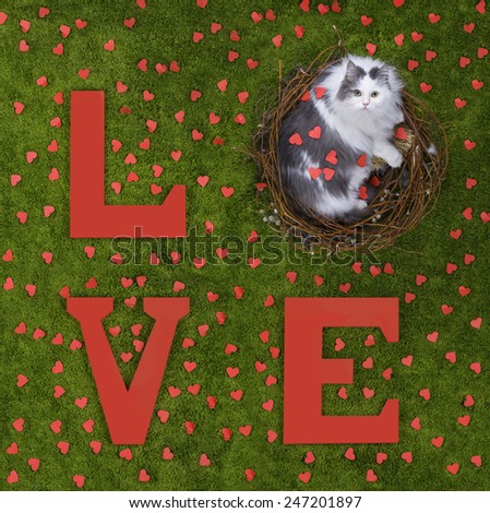 Cat in the nest on the green grass with the words love