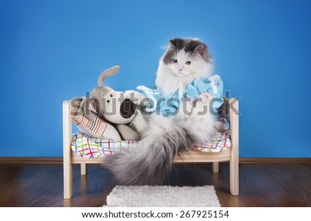 cat reading a tale toy dog