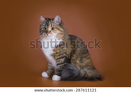 fluffy Siberian cat isolated on a brown background
