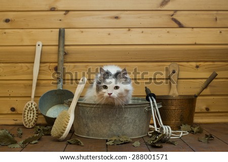 cat soared in the Russian bath