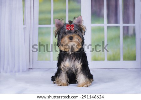 Yorkshire Terrier puppy playing in a country house