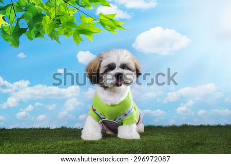 Shih Tzu puppy playing in the grass on a summer morning