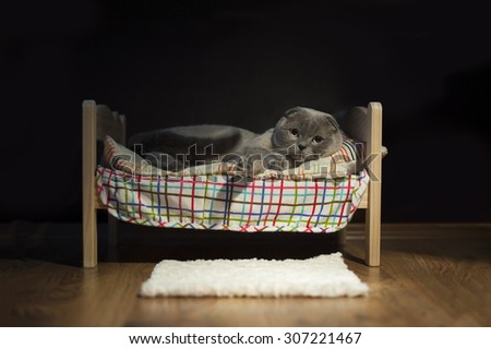 cat sleeping in her bed