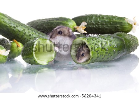 Hamster in food on the  white isolated background