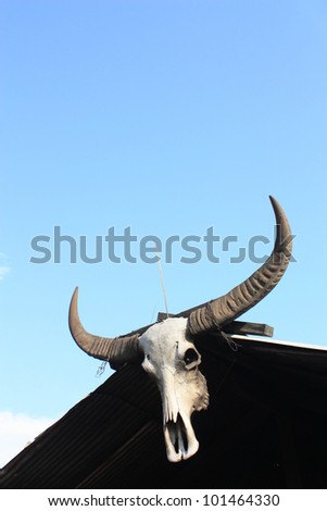 Buffalo skull, hanging at the top of the roof