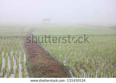 Early stage of rice field in the morning during winter, north of Thailand.