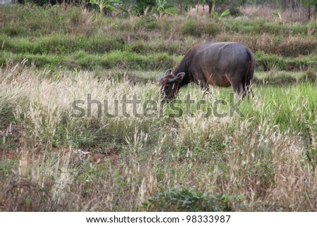 water buffalo grazing in a rice field