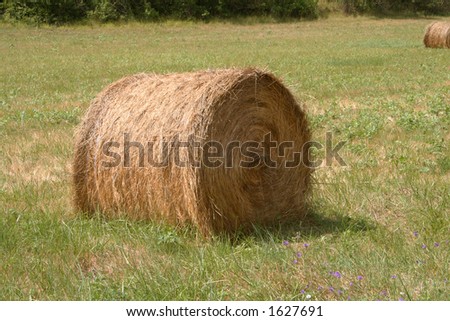 Hay ball in a hay field
