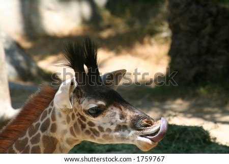 giraffe with it\'s tongue in the nose