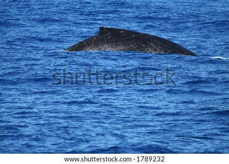 whale back fin, swimming at the surface