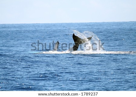 whale playing with it\'s tail out