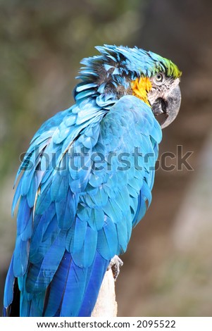 blue angry parrot turning away