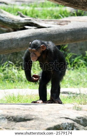 young chimpanzee monkey