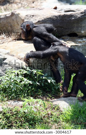 two young chimpanzee walking together