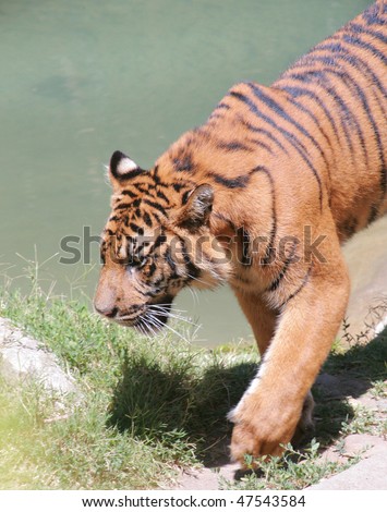 big tiger walking along water
