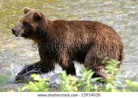 grizzly bear in water eating his lunch, salmon, Alaska