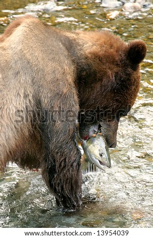 grizzly bear in water eating his lunch, salmon, Alaska