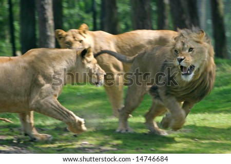 lionesses attacking big male lion