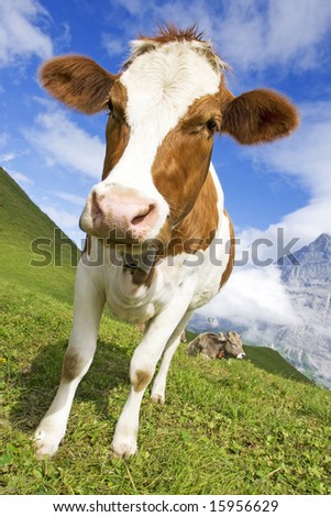 Brown and white cow in the alps, switzerland with snowy mountains in background