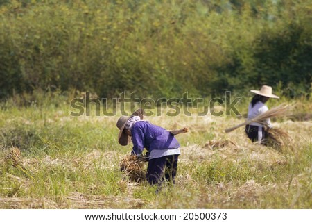 Thai people working in the field, Northern Thailand