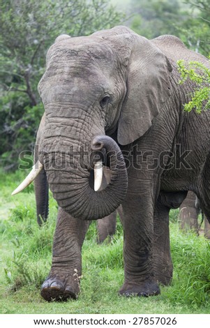 african elephant stepping out of the bush