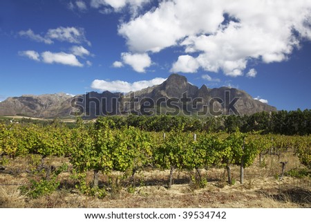 Beautiful vineyard along the wine route in Western Cape, South Africa. Mountains in background.