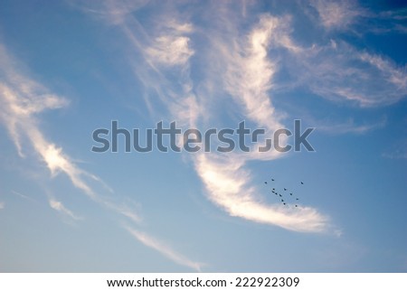 Wispy Clouds and Silhouetted Birds on Blue Sky