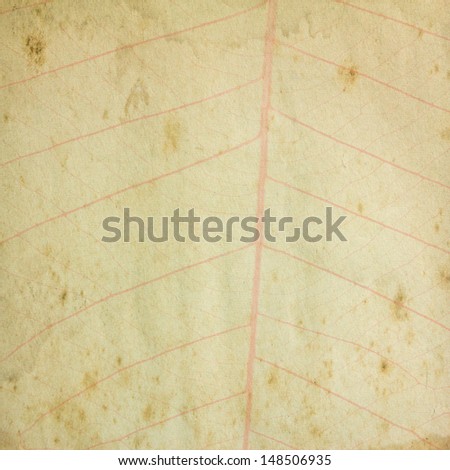 Grunge vintage paper with leaf for background