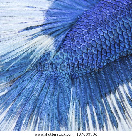 Close up on a fish skin - blue Siamese fighting fish use for background