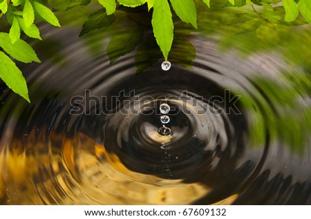 Water drop from green leaves