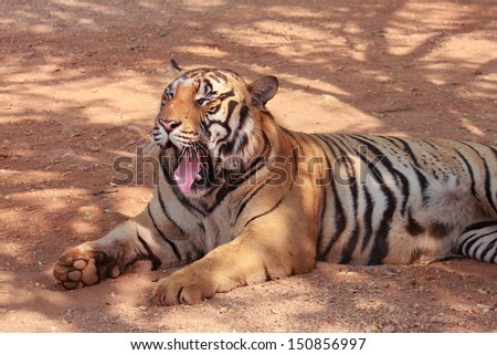 A tiger yawn with lying position