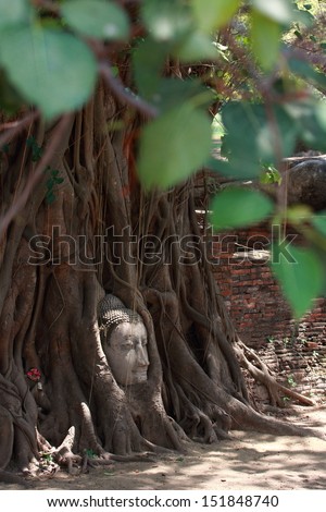 Buddha\'s head in banyan tree roots with little of sunlight area on head