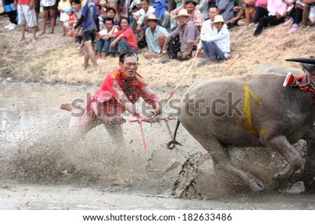 CHONBURI, THAILAND - JULY 01: Buffaloes racing on Jul 01, 2012 in Chonburi, Thailand.The event is normally held before the rice planting season and marks the importance of buffaloes.
