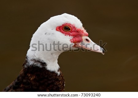 Portrait of a drake muscovy duck against a dark brown background.