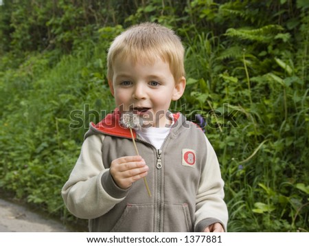 Three year old male blows the tiny parachute seeds from a dandelion weed flower stem.